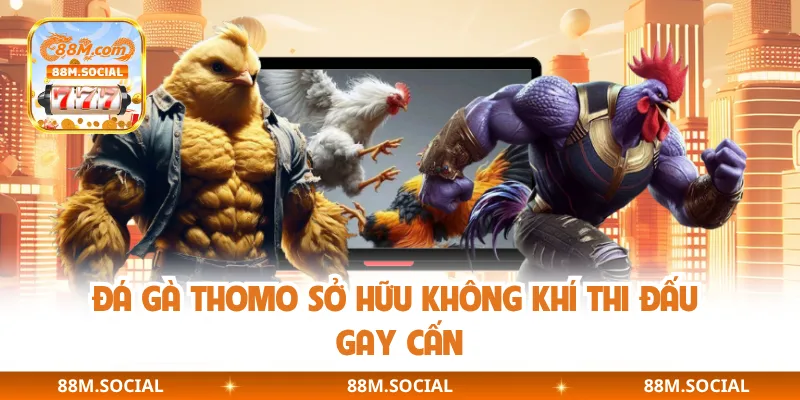 Đá gà Thomo sở hữu không khí thi đấu gay cấn